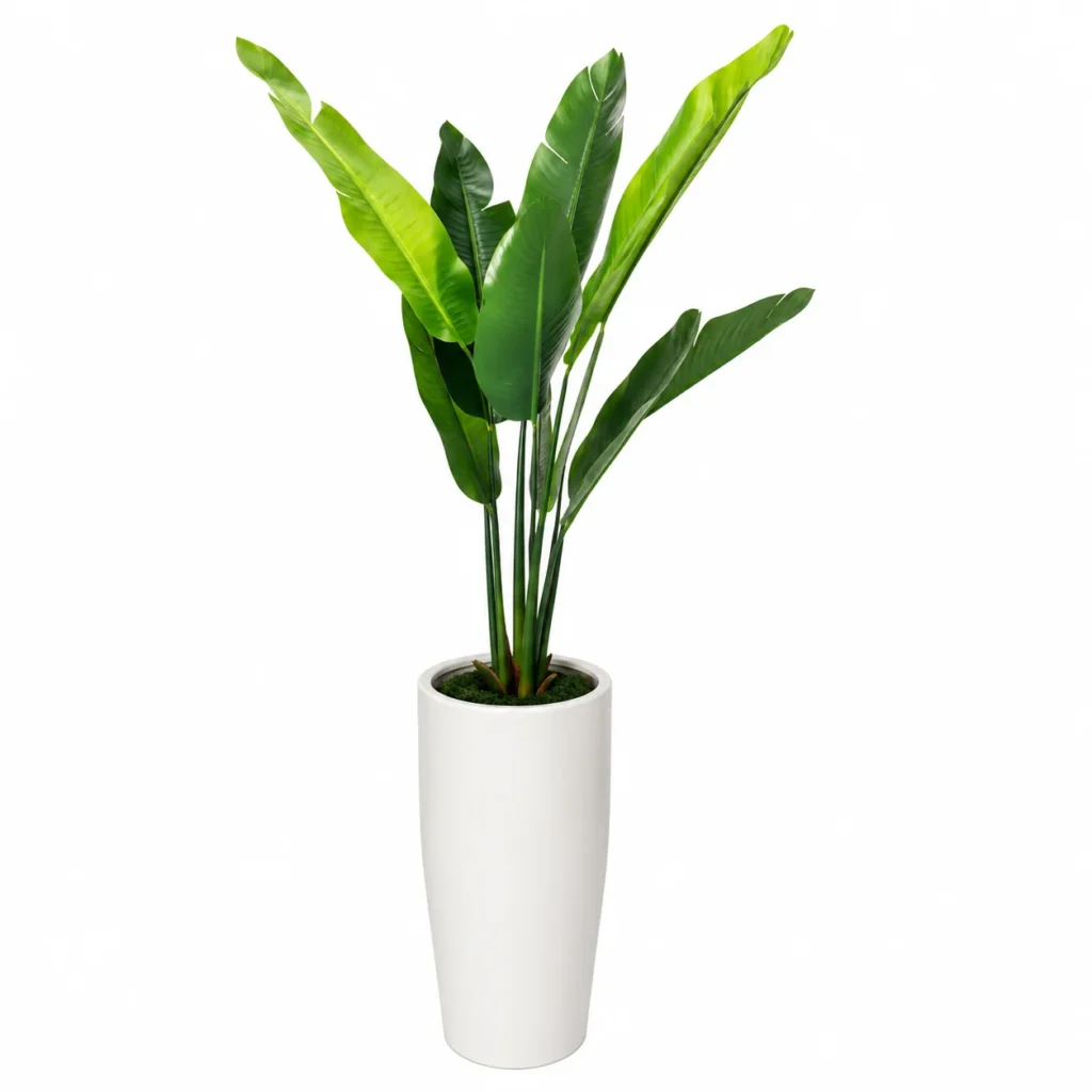 Banana Leaf Planter
