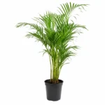 Greenium Fern Planter