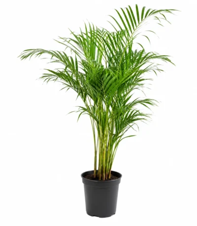 Greenium Dyplis Planter