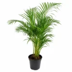 Greenium Dyplis Planter